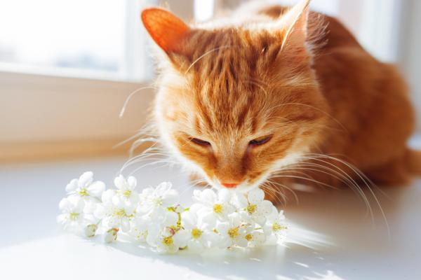 7 katteferdigheter som vil overraske deg - 7. Privilegert hørsel og lukt 