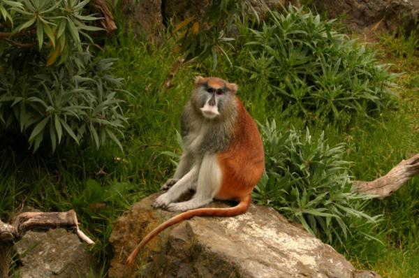 Typer av aper og deres navn - Old World Monkeys