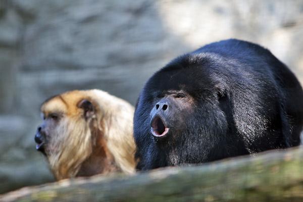 Typer av aper og deres navn - brølaper
