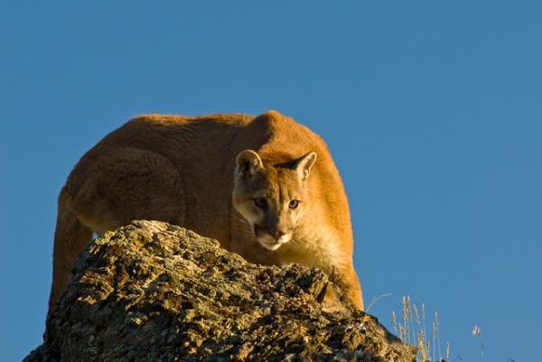 De 10 dyrene som hopper høyest - Puma, kan nå 5 meter i høyden 