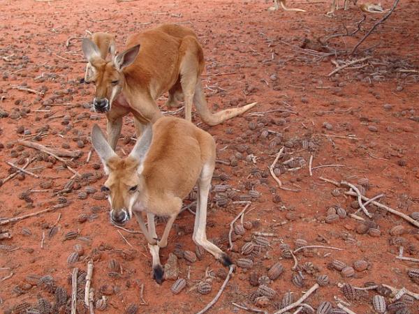 Topp 10 dyr som hopper høyest - Rød kenguru, beveger seg ved å hoppe 