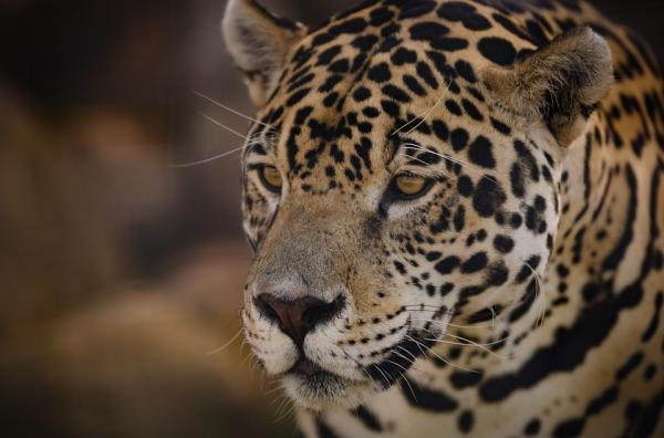 De 10 mest truede dyrene i Argentina - 4. Yaguareté