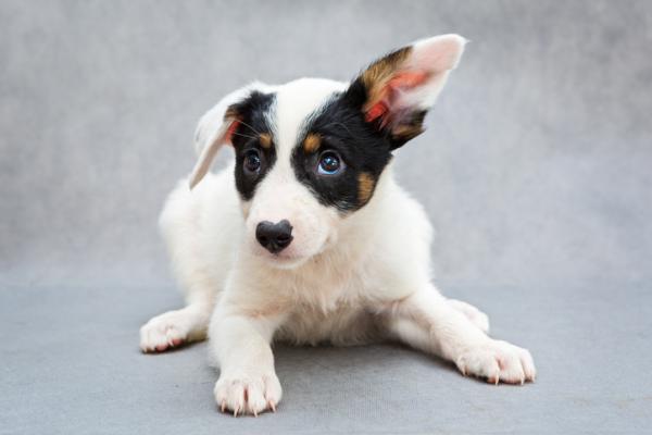 Hunden min har et hengende øre - Årsaker og hva jeg skal gjøre - Hundens ører vil ikke reise seg