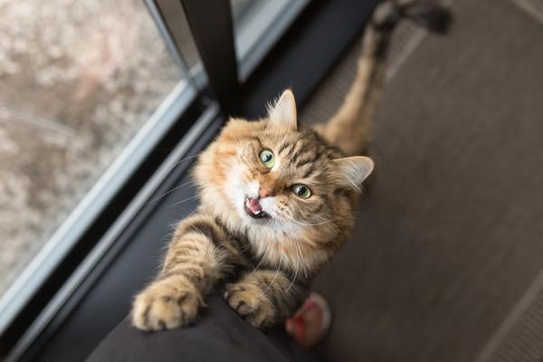 Snakker katter?  – Hvordan kommuniserer katter med mennesker?