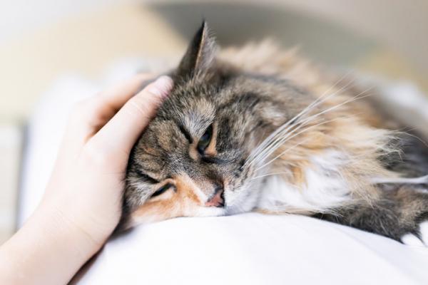 Hvorfor sover katter så mye?  - Søvnforstyrrelser hos katter - årsaker og forebygging