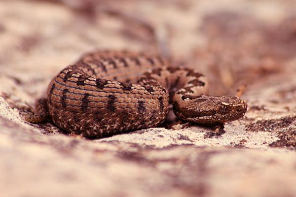 5 arter av giftige slanger i Spania - 3. Vipera latastei - Snutehoggormen på den iberiske halvøy 