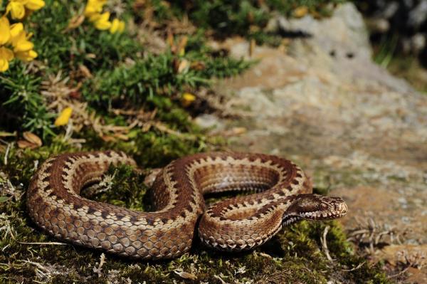 5 arter av giftige slanger i Spania - 2. Vipera seoanei - Cantabrian Viper - Giftige slanger i Spania