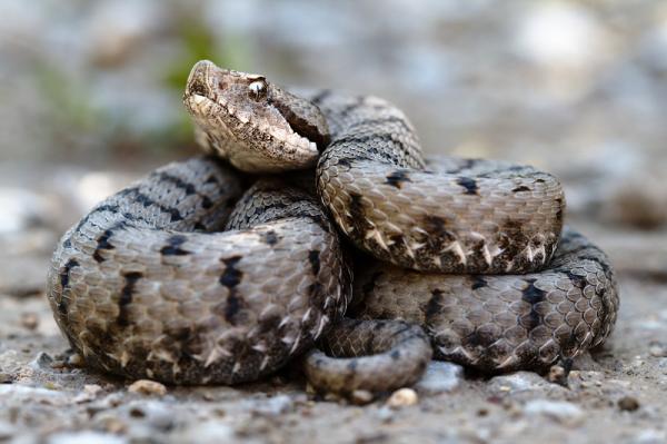 5 arter av giftige slanger i Spania - 1. Vipera aspis - Den fryktede pyreneiske huggormen 