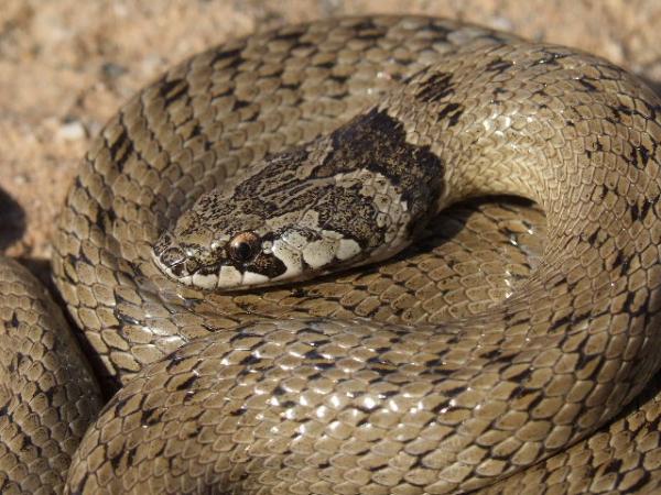 5 arter av giftige slanger i Spania - 5. Macroprotodon cucullatus - Cogullaslangen