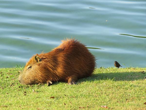 De største gnagerne i verden - Capybara eller capybara