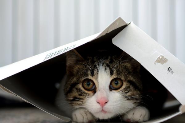 Hvorfor liker katter bokser?  - 6 grunner til at katter liker bokser: