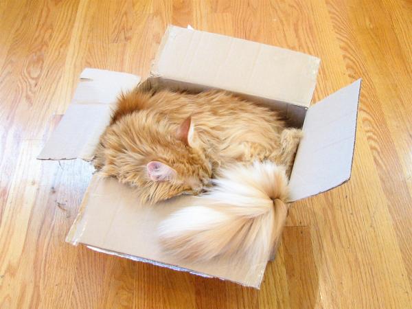 Hvorfor liker katter bokser?  – Liker du ikke sengen din?