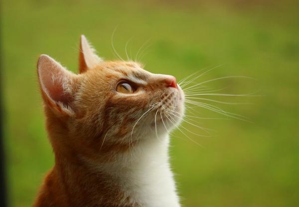 Fedme hos katter - Årsaker og behandling - Sykdommer forbundet med fedme hos katter