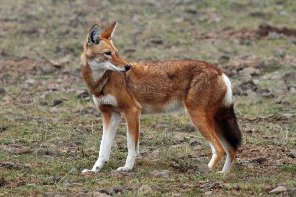 Revelignende dyr - Etiopisk ulv (Canis simensis)