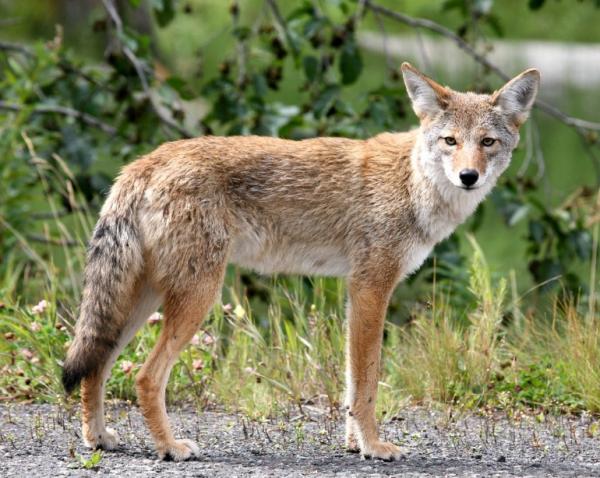 Revelignende dyr - Coyote (Canis latrans)