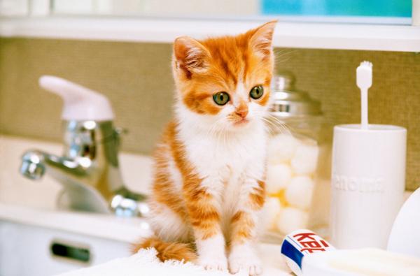 Hvorfor følger katten min meg på badet?  - Pass på rengjøringsmidler og kosmetikk på badet