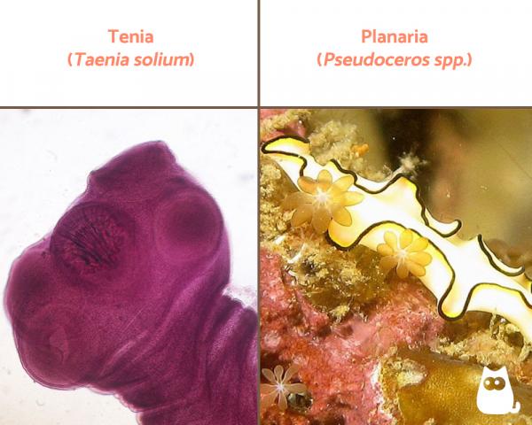 Dyreriket: klassifisering, egenskaper og eksempler - Flatorm (Phylum Platyhelminthes)