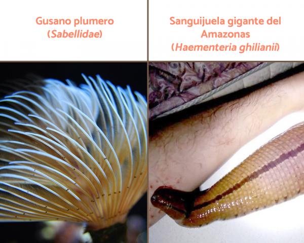 Dyreriket: klassifisering, egenskaper og eksempler - Annelids (Phylum Annelida)