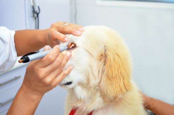 Blå øyne hos hunder – årsaker, behandlinger og rettsmidler – Sykdommer som forårsaker blå øyne hos hunder