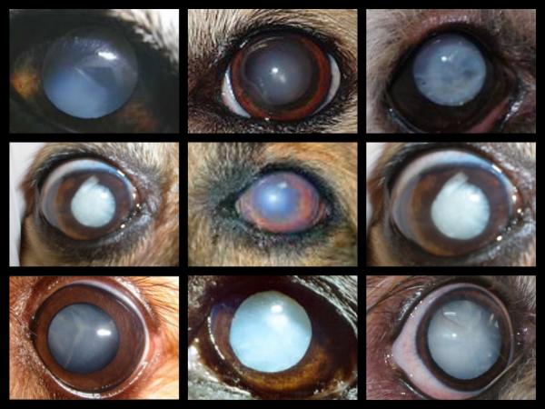 Blå øyne hos hunder - årsaker, behandlinger og rettsmidler - Nukleær sklerose