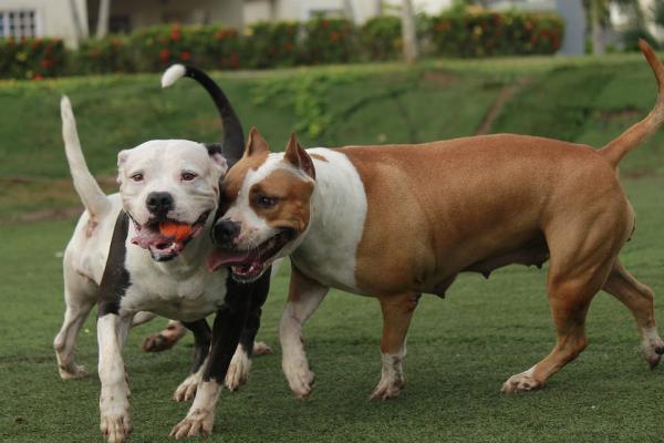 10 myter om pitbullen - 7. En pitbull som angriper andre hunder eller andre dyr vil da være aggressiv mot mennesker