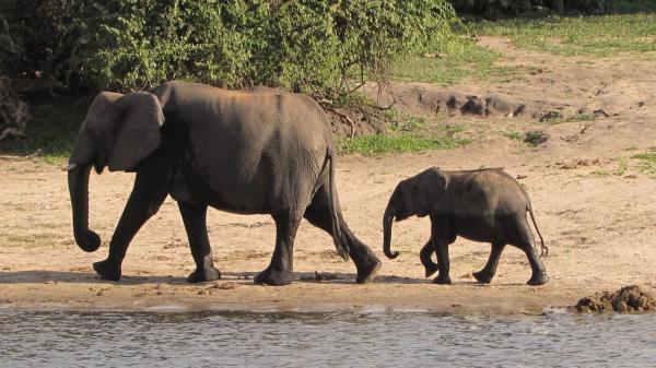 Hvor lenge varer en elefantgraviditet - Trivia om elefantgraviditet