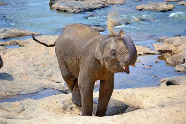 Hvor lenge varer en elefantgraviditet - elefantdrektighet