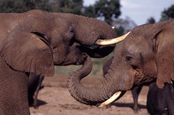 Hvor lenge varer en elefantgraviditet - elefantbefruktning