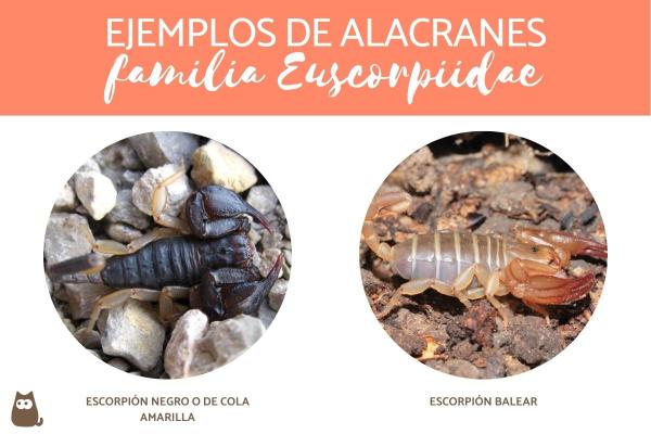 Typer skorpioner - Skorpioner av Euscorpiidae-familien