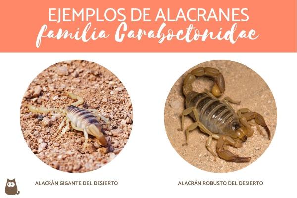 Typer skorpioner - Skorpioner fra familien Caraboctonidae