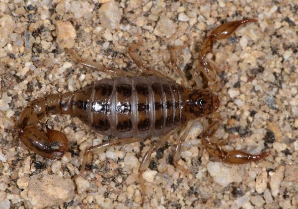 Typer skorpioner - Skorpioner fra Superstitioniidae-familien 