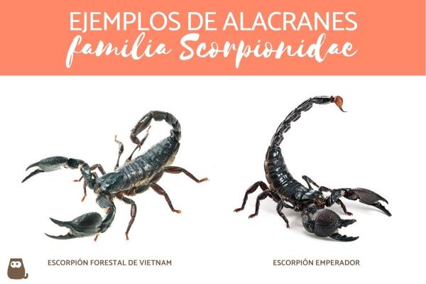 Typer skorpioner - Skorpioner fra Scorpionidae-familien