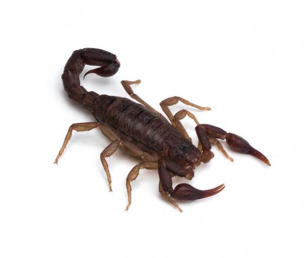 Typer skorpioner - Skorpioner fra Vaejovidae-familien