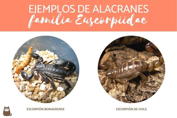 Typer skorpioner - Skorpioner fra Bothriuridae-familien