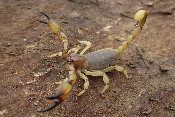 Typer skorpioner - Skorpioner fra Chactidae-familien