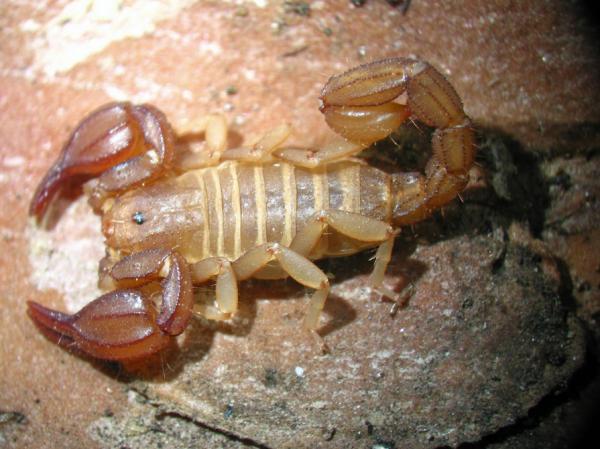 Typer skorpioner - Skorpioner av familien Iuridae