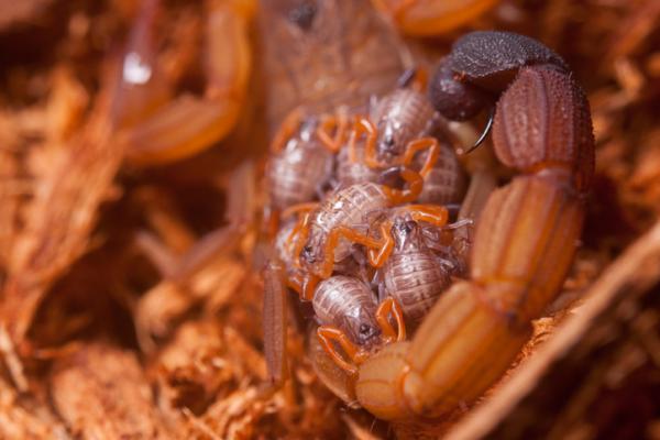 Kjennetegn på skorpioner eller skorpioner - Andre kuriositeter til skorpioner