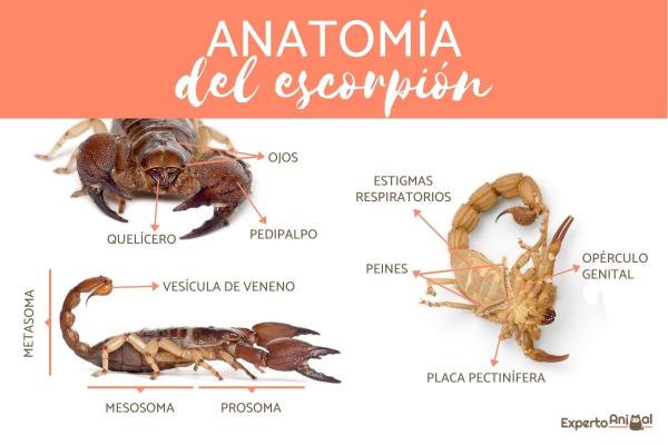 Kjennetegn på skorpioner eller skorpioner - Anatomi av skorpionen eller skorpionen