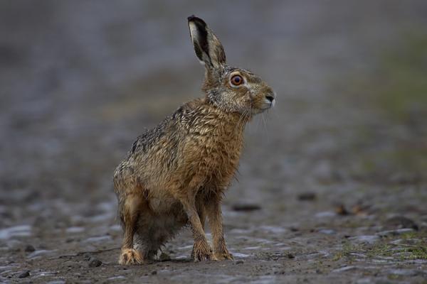 12 invasive arter i Argentina og deres konsekvenser - 10. Europeisk hare (Lepus europaeus)