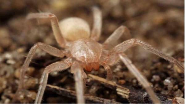 Dyr som lever i huler og huler - Blind edderkopp (Sinopoda scurion) 