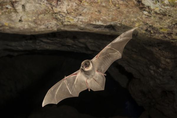 Dyr som lever i huler og huler - Grotteflaggermus (Miniopterus schreibersii)
