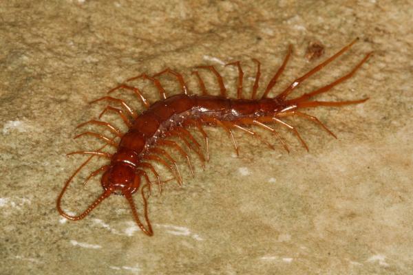Dyr som lever i huler og huler - Cyber-tusenbein (Eupolybothrus cavernicolus)