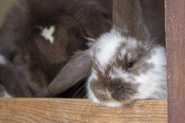 Ørebetennelse hos kaniner – Symptomer, årsaker og behandling – Symptomer på Otitt hos kaniner 