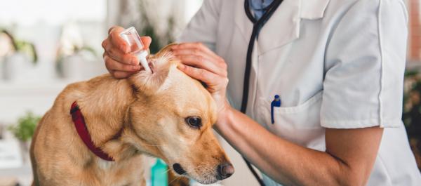Otitis externa hos hunder - Symptomer og behandling - Behandling av otitis externa hos hunder