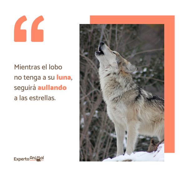 Wolves Phrases - Lonely Wolf Phrases