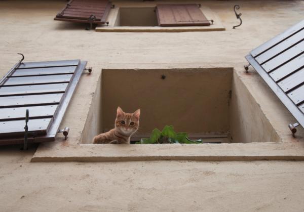 Fallskjermkattsyndrom - er katter mer utsatt enn andre?