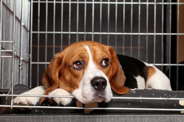 Gjær-ørebetennelse hos hunder - Symptomer og behandling - Gjærsopp involvert i mellomørebetennelse