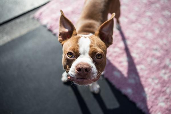 Gjær otitis hos hunder - Symptomer og behandling - Hjelper i behandlingen av gjær otitis