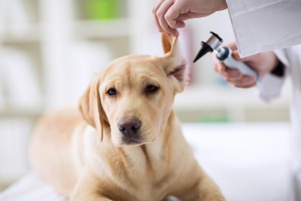 Otohematom hos hunder - årsaker, behandling og rettsmidler - Behandling for otohematom hos hunder