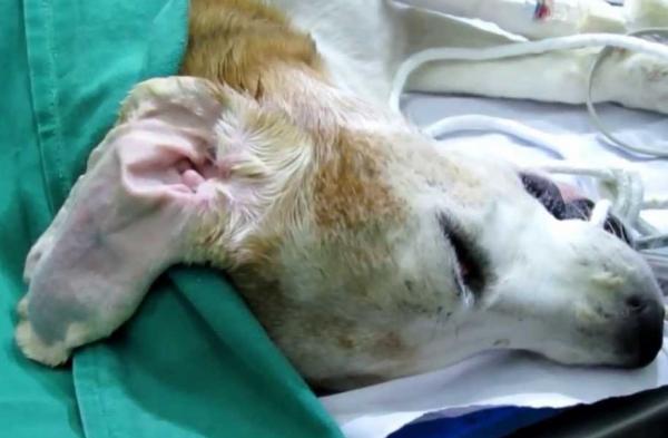 Otohematom hos hunder - årsaker, behandling og rettsmidler - Hva er otohematom hos hunder?